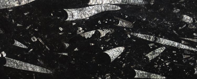 Мрамор Nero Fossil (Black Fossil)