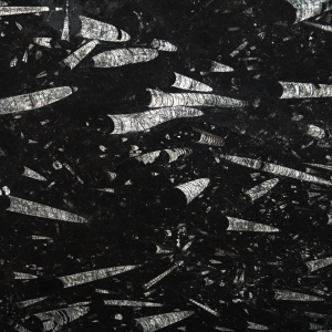 Мрамор Nero Fossil (Black Fossil)